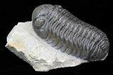 Austerops (Phacops) Trilobite - Exceptionally Nice #40133-2